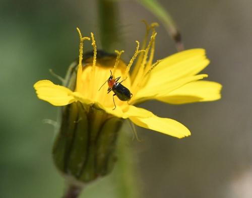 Attalus cyaneus